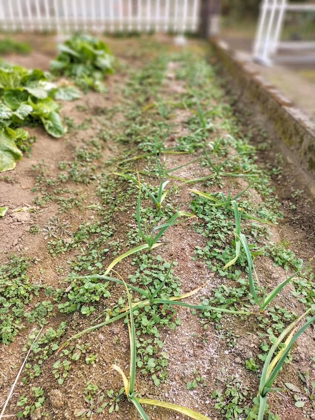 放りっぱなしなので、草がどんど...