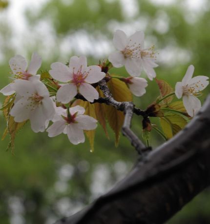 １７４．　山桜のごとく