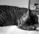 buddy