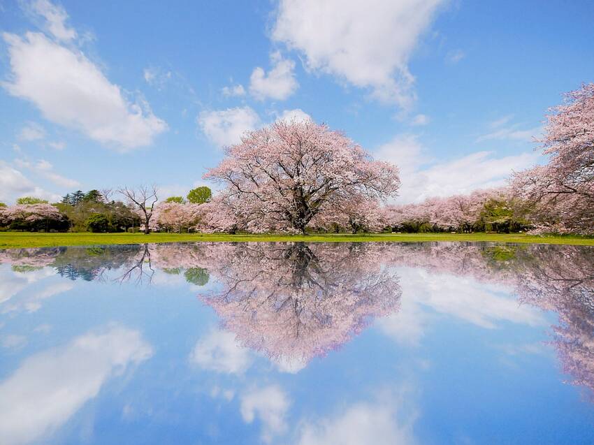 チェーホフ「桜の園」とは関係は...