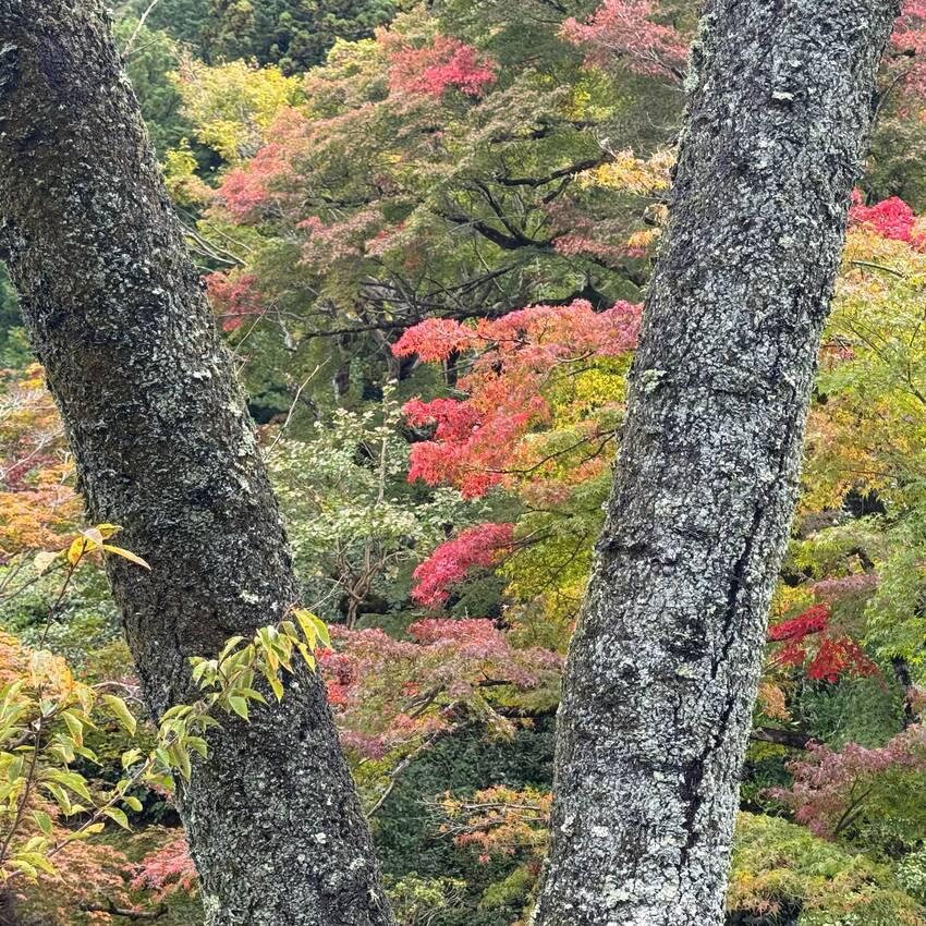 修学院離宮 2025