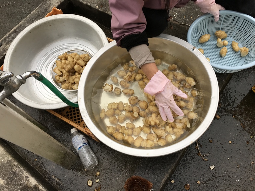 洗ってカットしたものを再度洗っ...