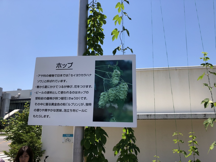 ホップ。まだ花は付いていません...