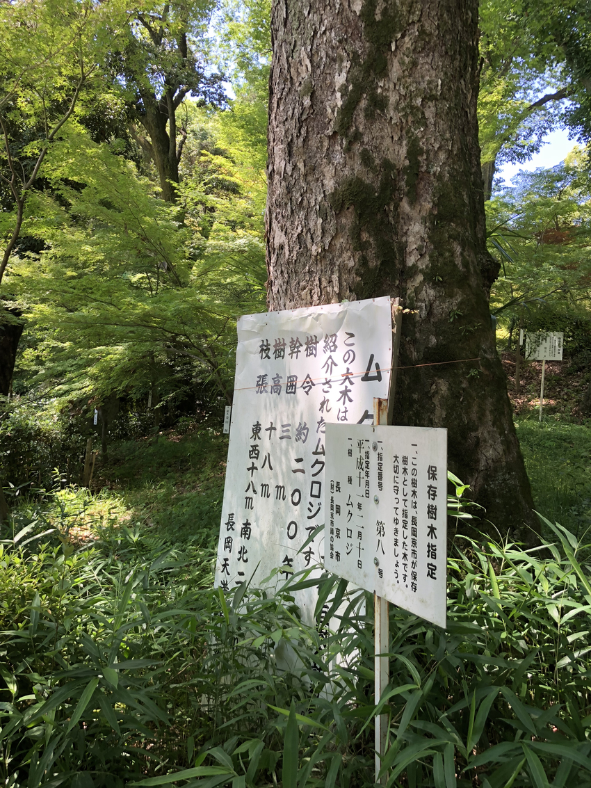 樹齢200年のムクロジ