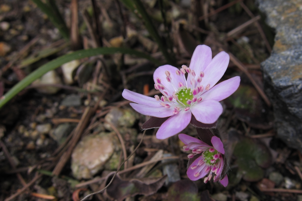 orig_20110329104806.JPG