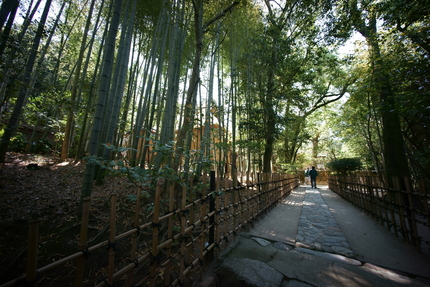山門を入ると直ぐにあった竹林。