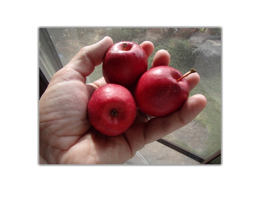 Mini Apples