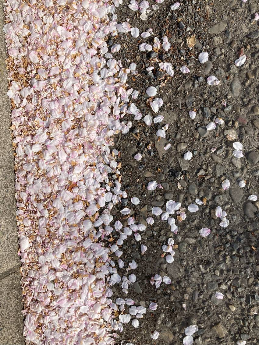 花びらも 命短かく 忘れ去り ...