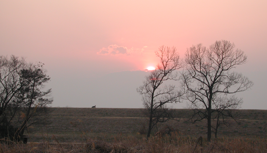 岩魚太郞写真です。埼玉県を流れ...