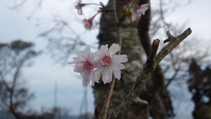 その大野山山頂　桜満開