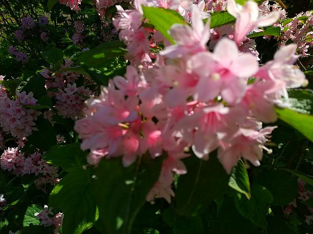 この花、道路端に沢山ある。え~...