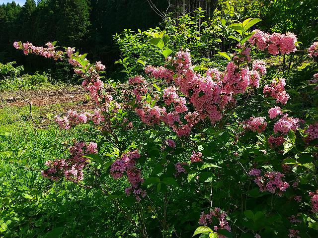 日曜日のランチ