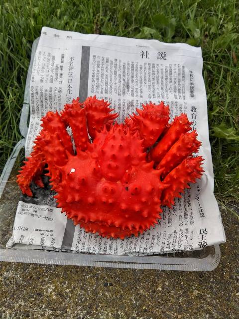 すごい色だね!花咲蟹。岬の売店...