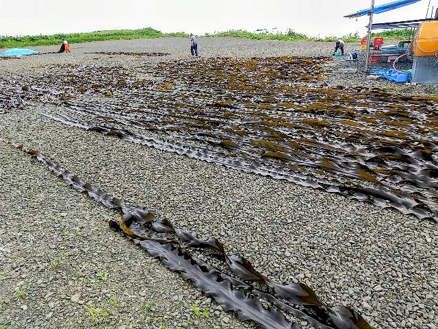 少しの間昆布干しのお手伝いをさ...