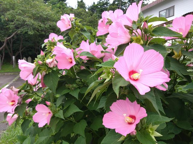 民家の垣根の様に咲いていた。キ...
