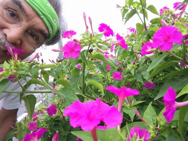 これがよく見掛けるピンクのオシ...