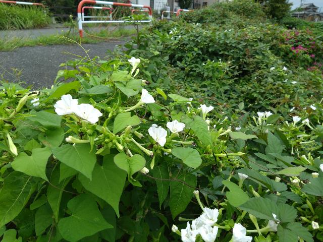 今朝は負けなかった