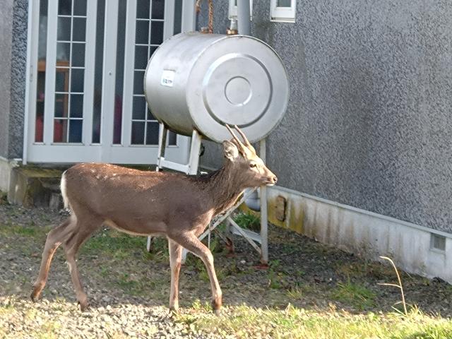 根室・落石(おちいし)を飛ぶ(...