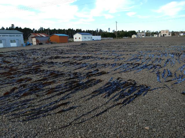 この辺り、昆布漁が盛んだ。...