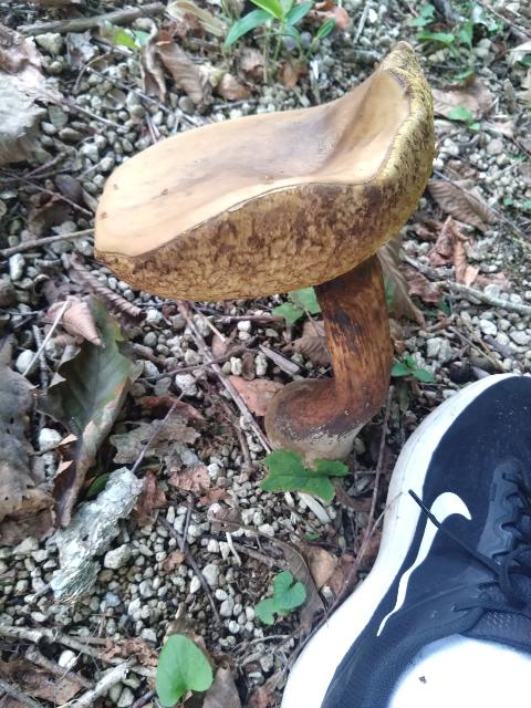 なんだ?!この大きさ。多分食べ...