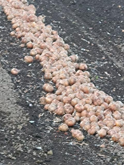 倶知安からルスツに移動・で自転...