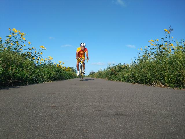 厚沢部川の土手はオオハンゴンソ...