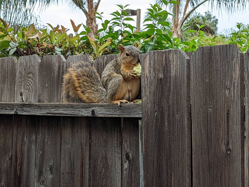 squirrel/ リス