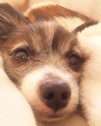 buddy