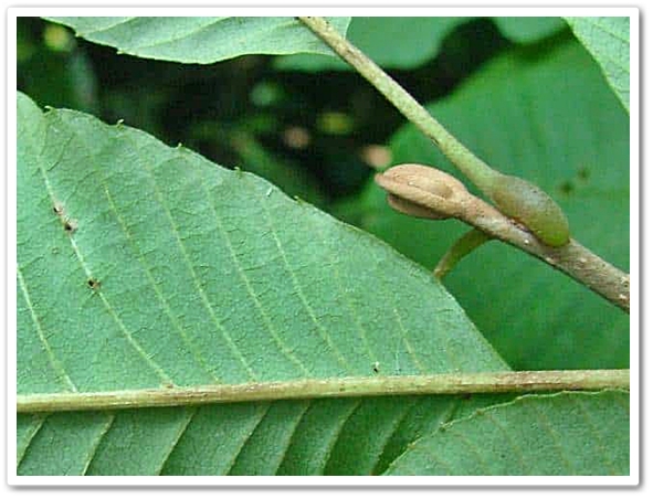 来年には、こんな新芽・・・出て...