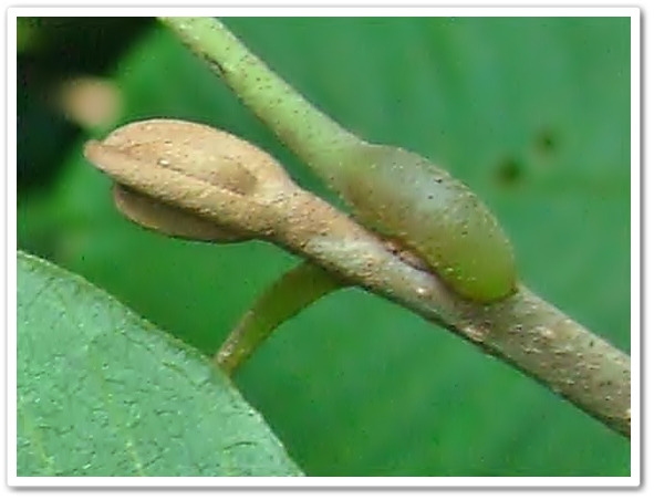 新芽の状態での毛。頑張って生き...