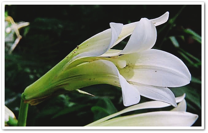 姥百合というが、花は、豪快で、...