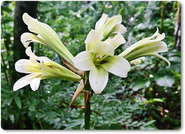 咲いてる姿は、呼び込みスピーカ...