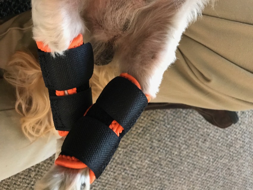 Tiny's New Leg Supporters