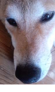 buddy