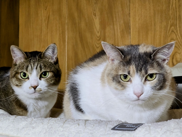 兄猫とミロ