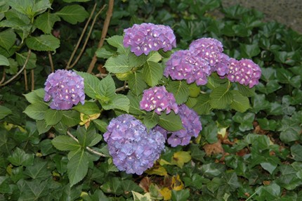 我が家の紫陽花（あじさい）