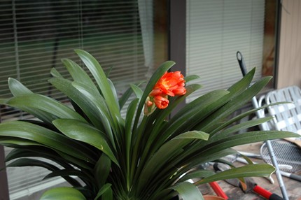 昨日は紫陽花、今日は・・・
