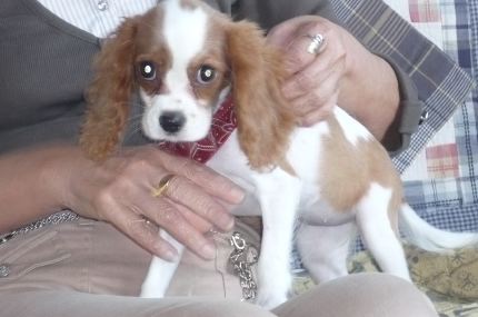 犬が増えた