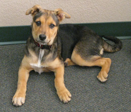 犬をもらってくれませんか？