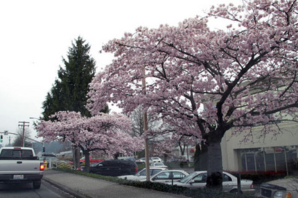 シアトルも桜が満開に