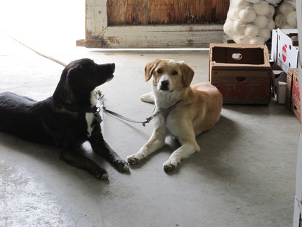 犬種は違うけど、なんとなくタイ...