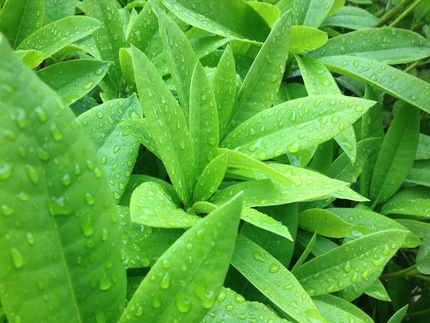 雨上がり