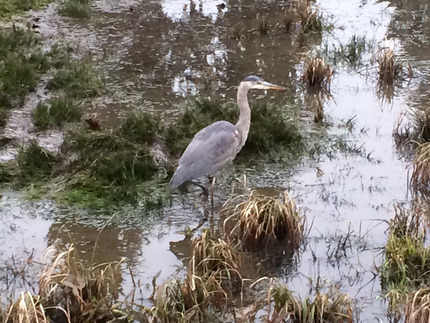 鷺（さぎ）Heron