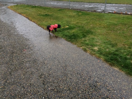 雨