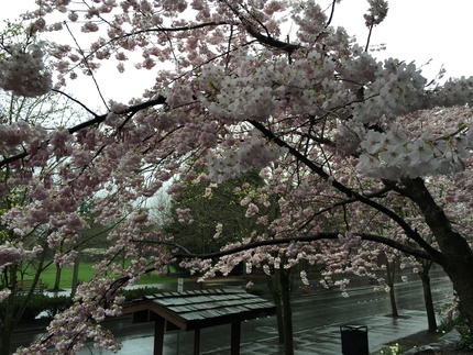 雨　桜　木蓮