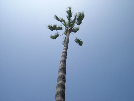 Palm Tree