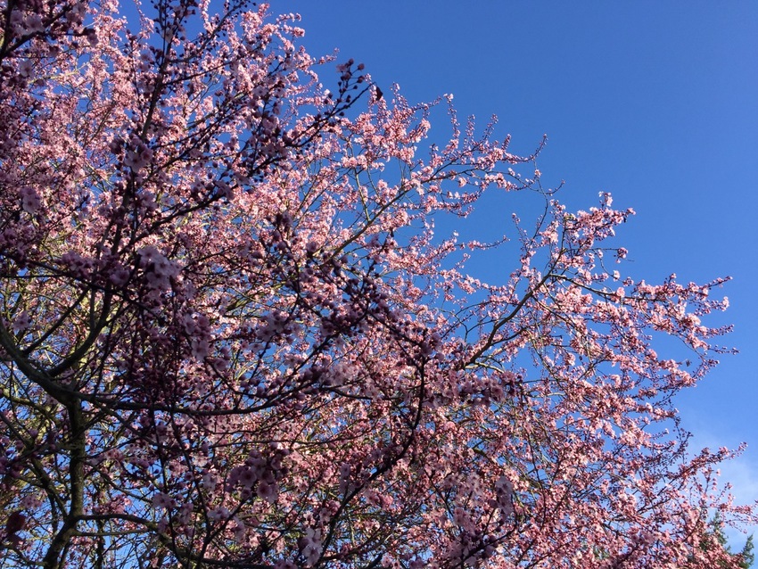 さくらが咲き始めました