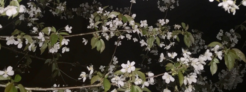 桜の季節