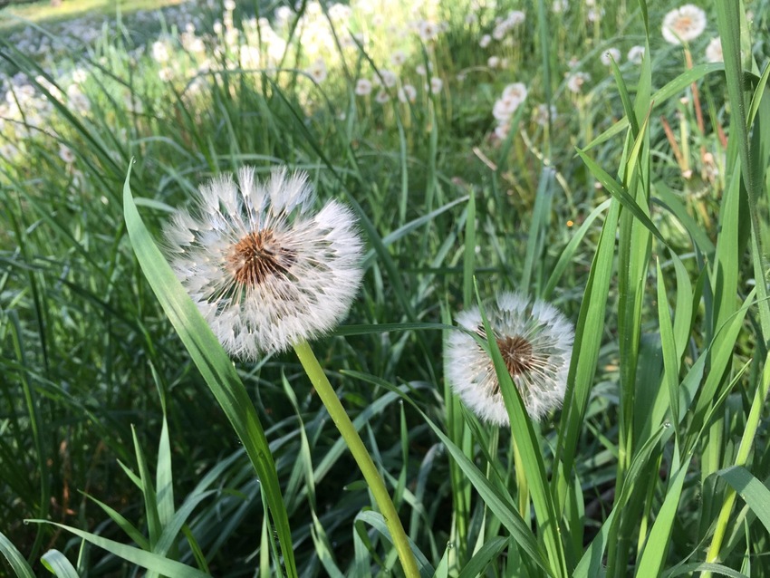 花粉