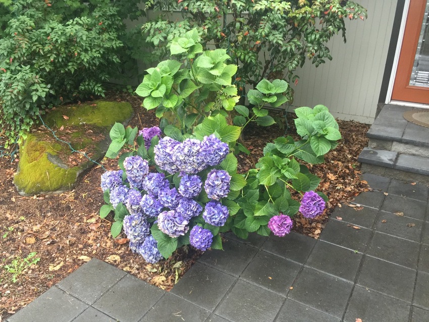 久しぶりの雨